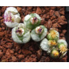C.angelicae GM183 - Seed